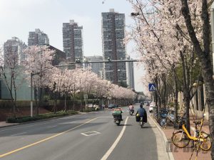 上海3月の風景