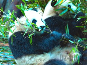 成都パンダ繁育研究基地